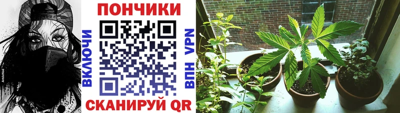 Шишки марихуана AK-47 где найти omg маркетплейс Курск